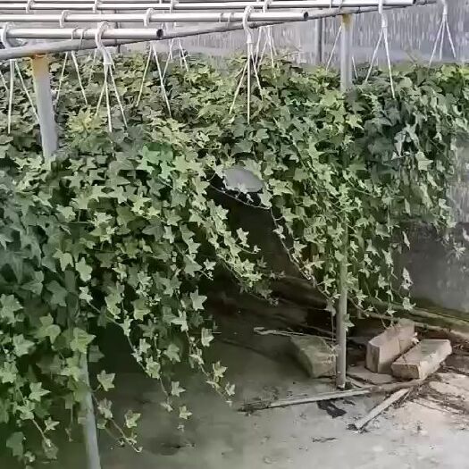 漳平市 常春藤
