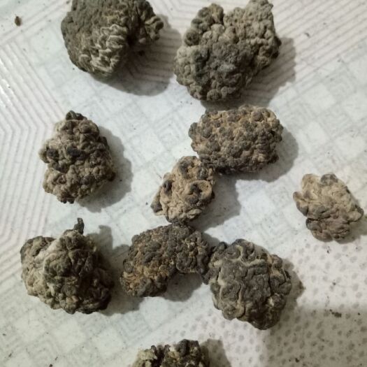 鱼台县猴脑菌 