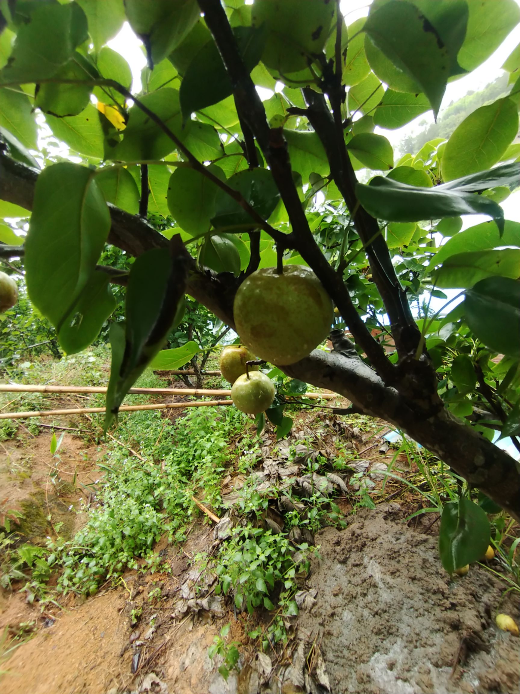 蜜梨