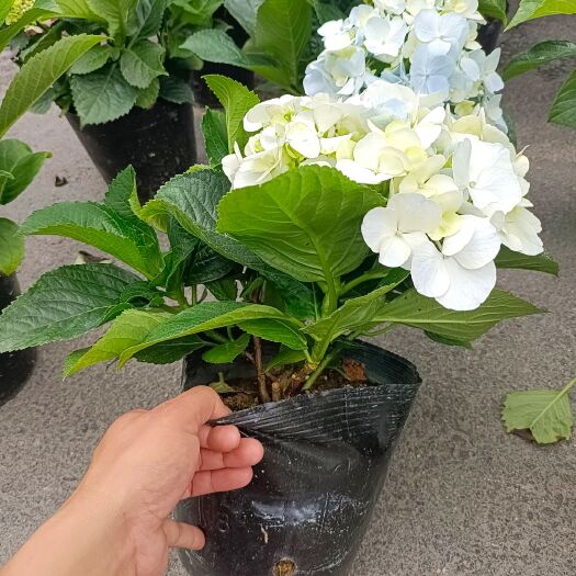 漳平市无尽夏绣球 绣球