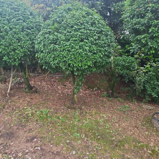 宜宾紫红三角梅  三角梅，九重葛，安格斯
