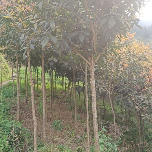 仁怀市八月桂 挂花树苗木