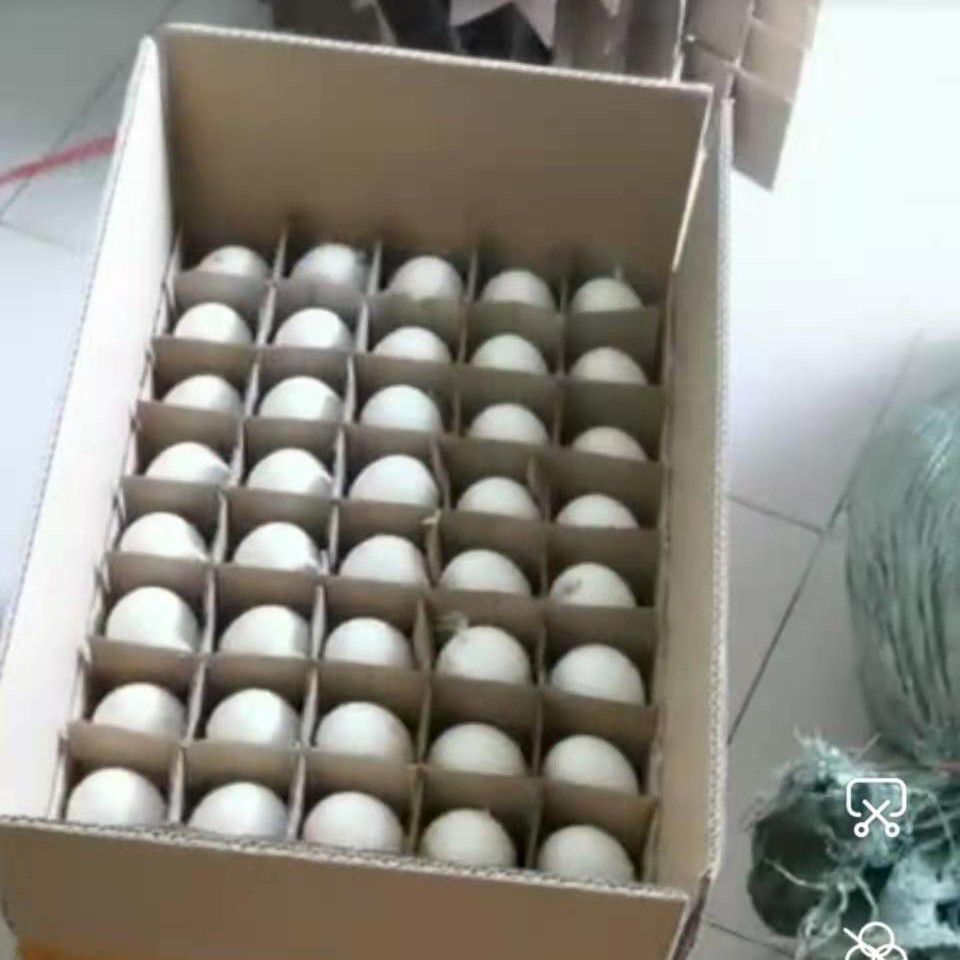 土鹅蛋  鲜鹅蛋大鹅蛋散养鹅蛋批发