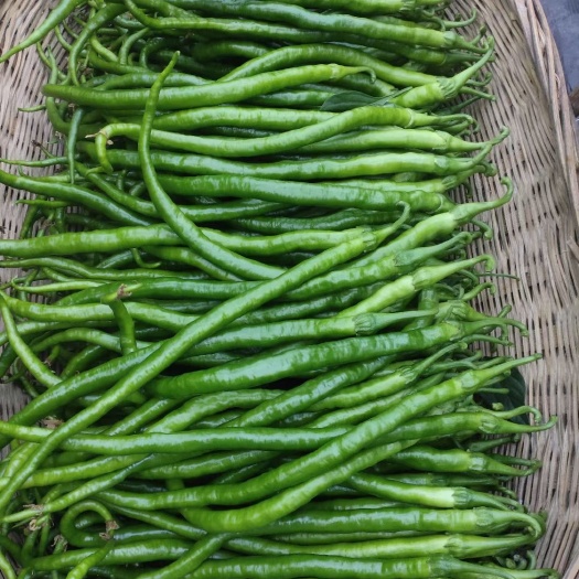 腾冲市薄皮椒 新鲜辣椒