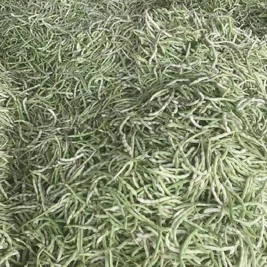 順平縣白不老四季豆 白不老豆角