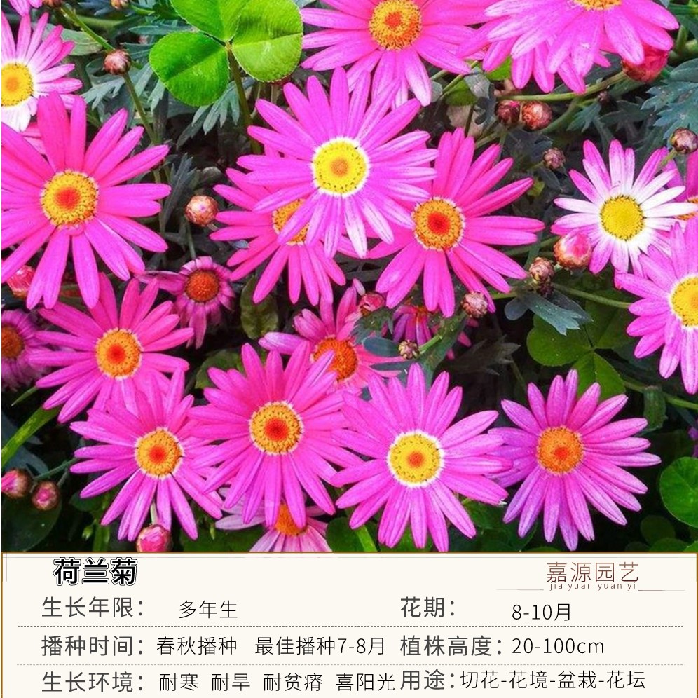沭阳县荷兰菊种子  荷兰菊花种子春秋四季开花多年生耐寒花籽室内阳台