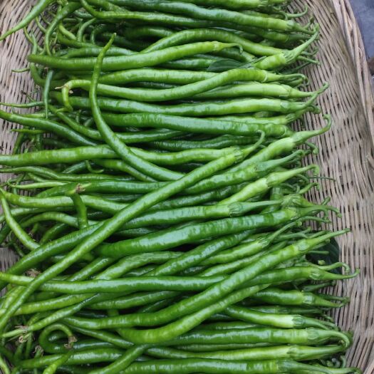 腾冲市薄皮椒 新鲜辣椒
