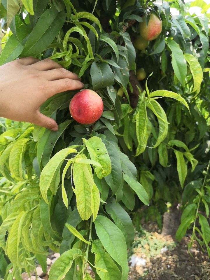 中油油桃  中油16