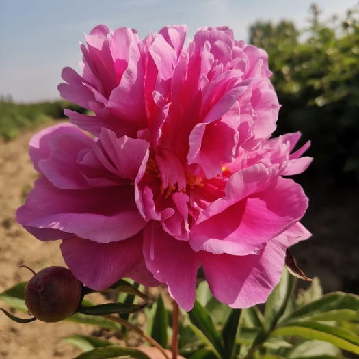菏泽 观赏芍药花苗 重瓣芍药花苗 多花芍药花苗