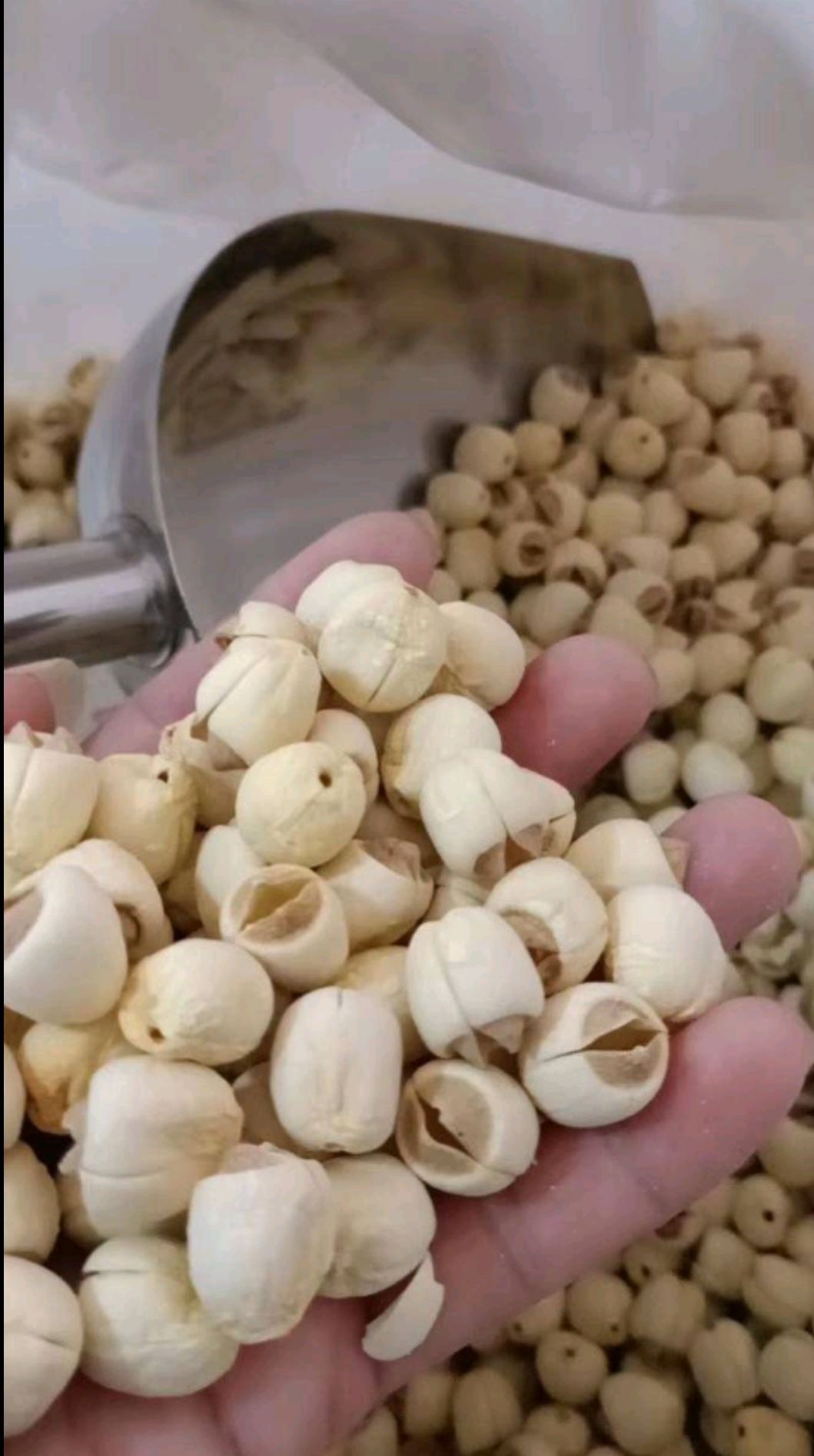 建莲  2021年福建建宁特产莲子去芯农家手工白莲子 粉糯易煮无芯
