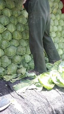 绿包菜  精品甘兰