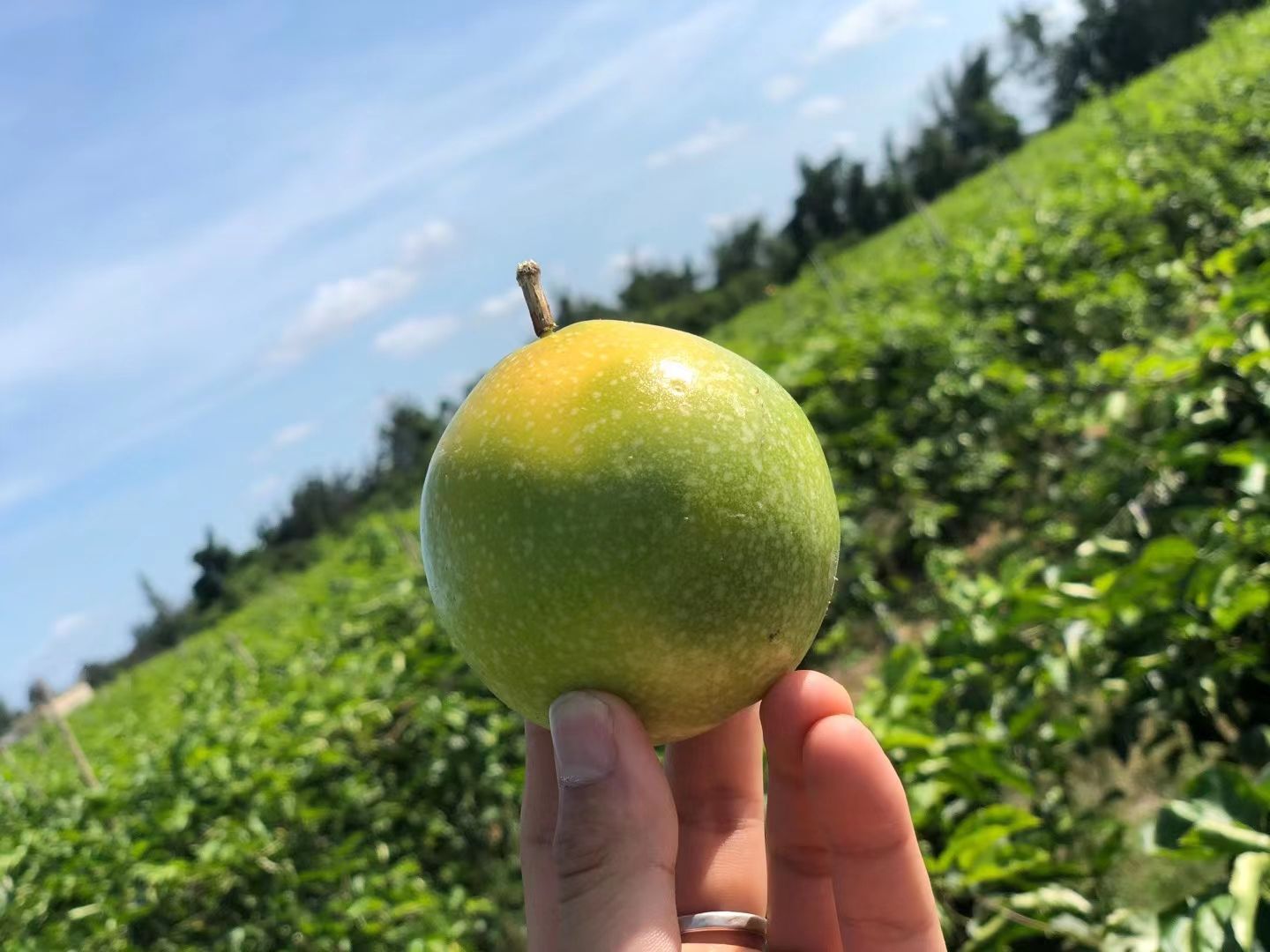 一级果产地:海南省陵水黎族自治县陵水黎族自治县品种名:黄金百香果