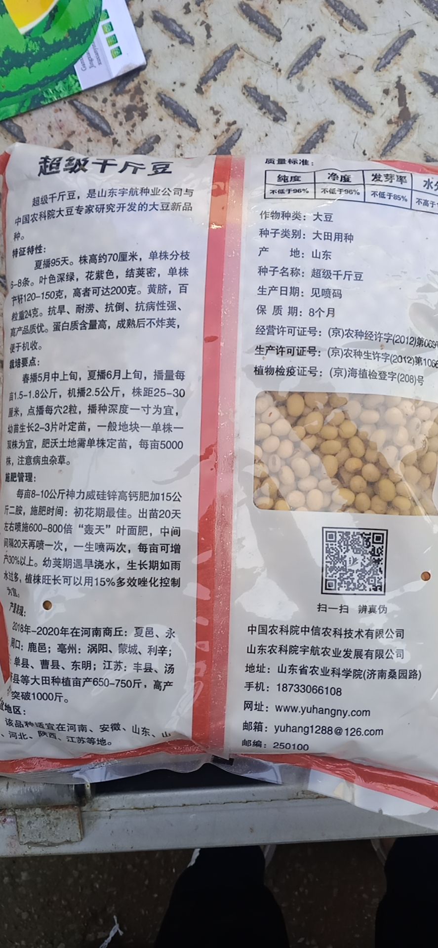 黄豆种子