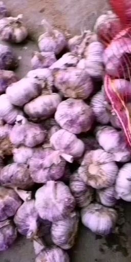 中牟县2021年河南省中牟县早熟紫皮大蒜 晚熟紫皮大蒜 独头蒜热销