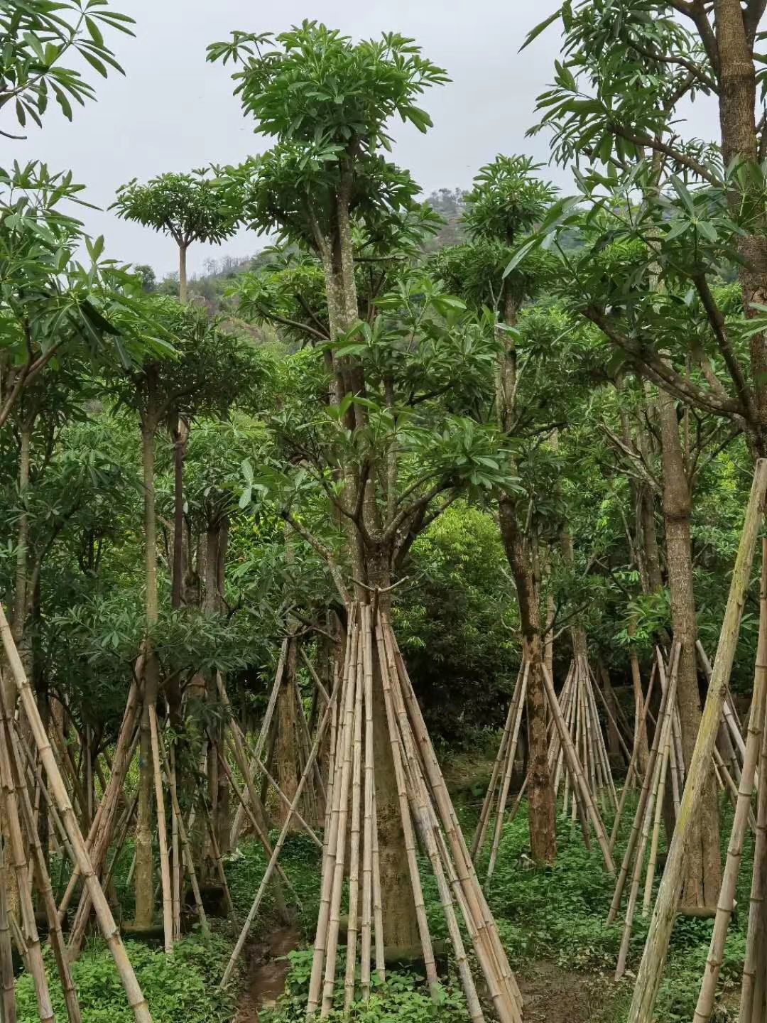 广东盆架子、灯台树袋苗/假植苗现场出售