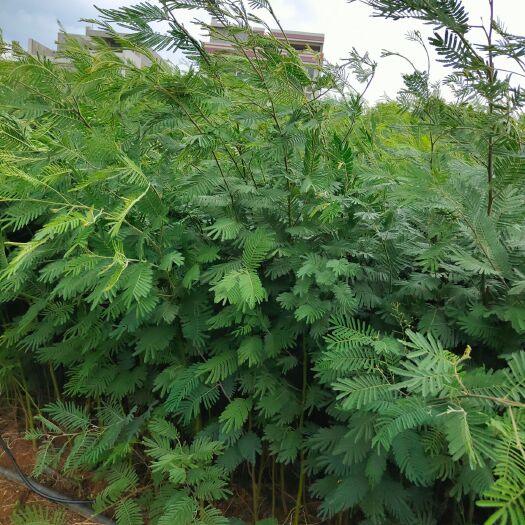 宜良县圣诞芦荟 圣诞树