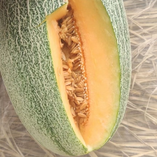 滑县 小蜜25。河南安阳滑县万亩甜瓜大量上市中。西州蜜25