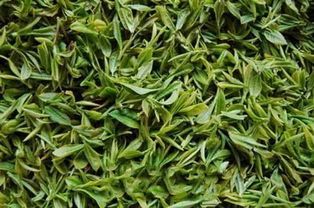  罗田大别山云雾茶