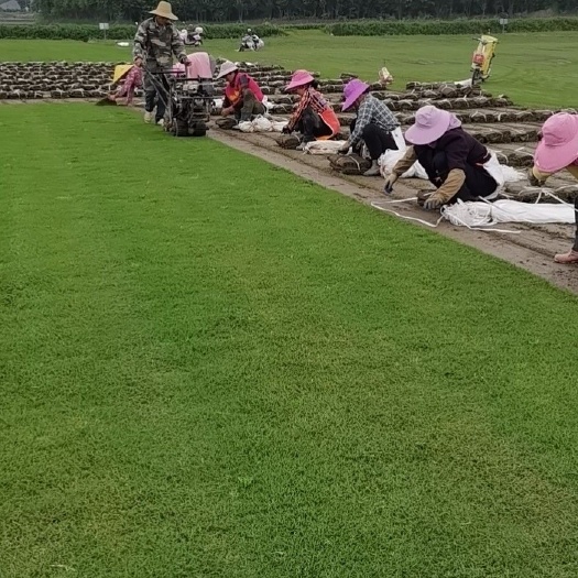 江陵县百慕大草，马尼拉，果岭草，天堂草