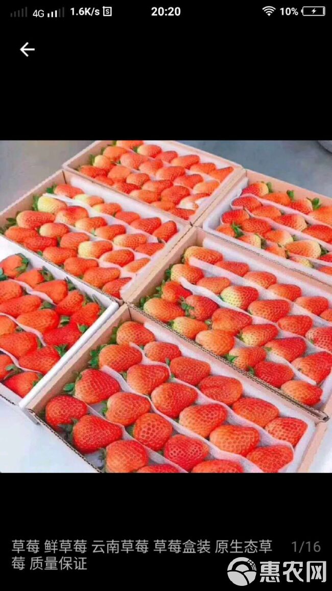 云南，金鑫草莓种植基地，夏季草莓己少量上市，发往全国各