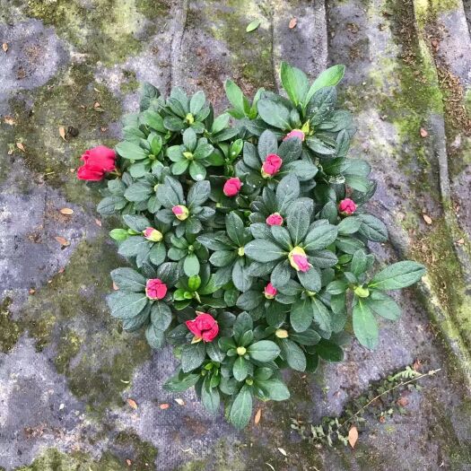 漳平市西洋杜鹃 杜鹃花