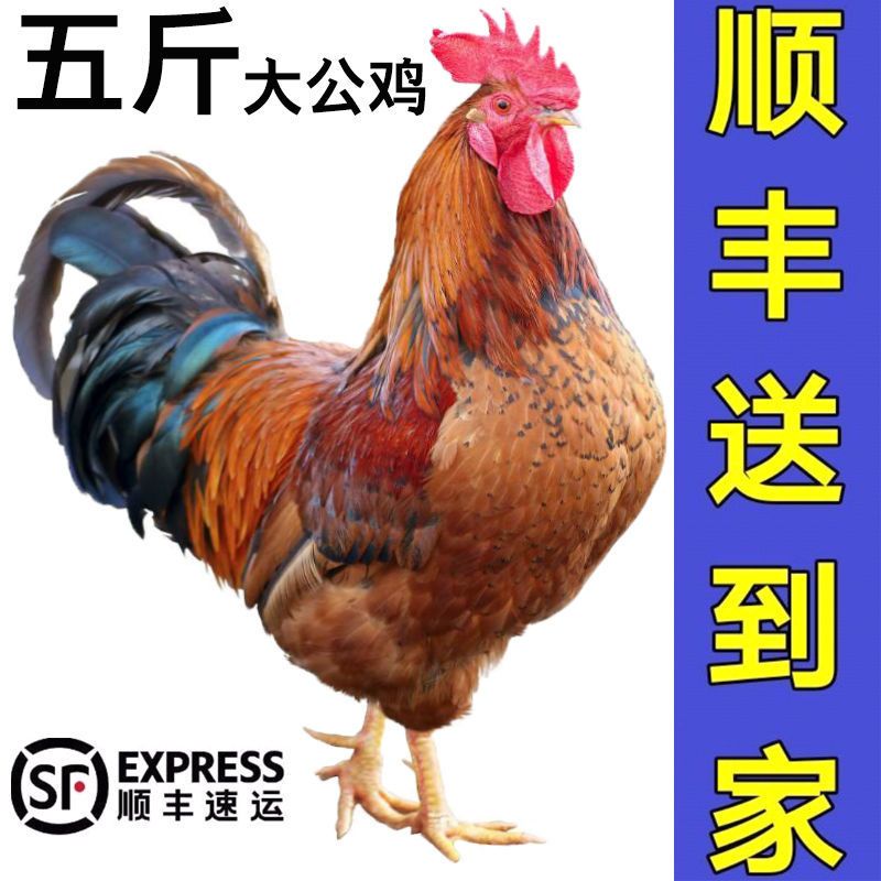 土鸡  【活鸡现杀黑脚大公鸡】山东农家散养公鸡整只走地鸡
