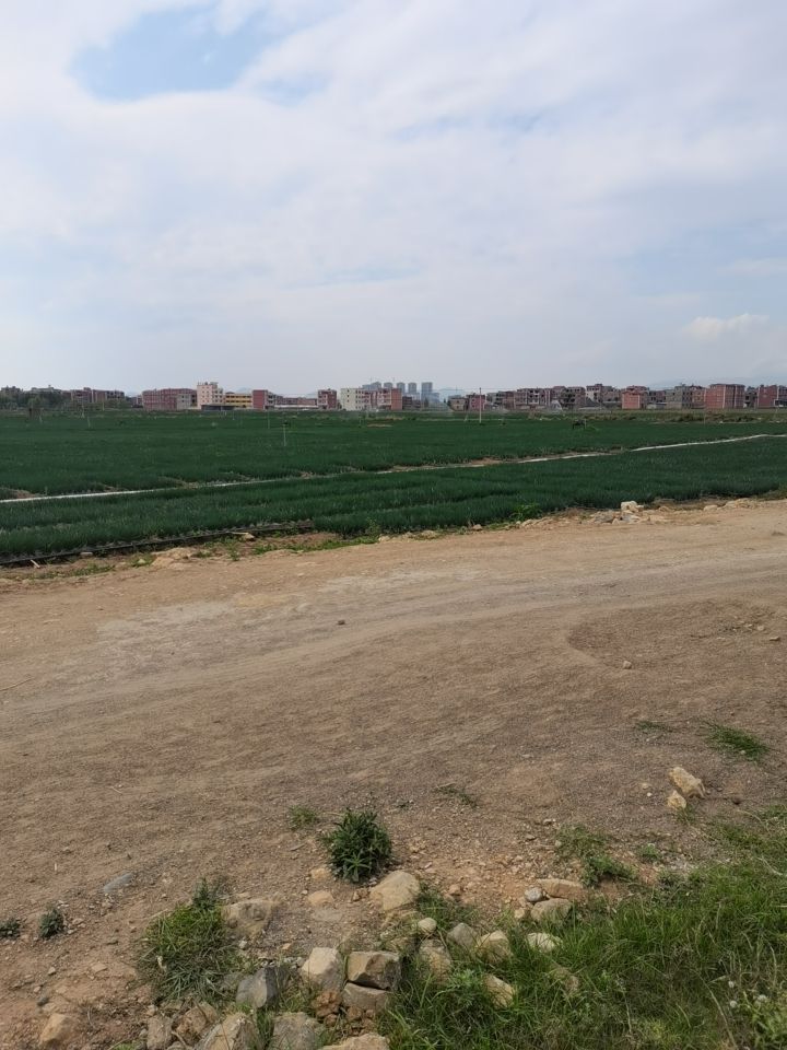 无公害小香葱