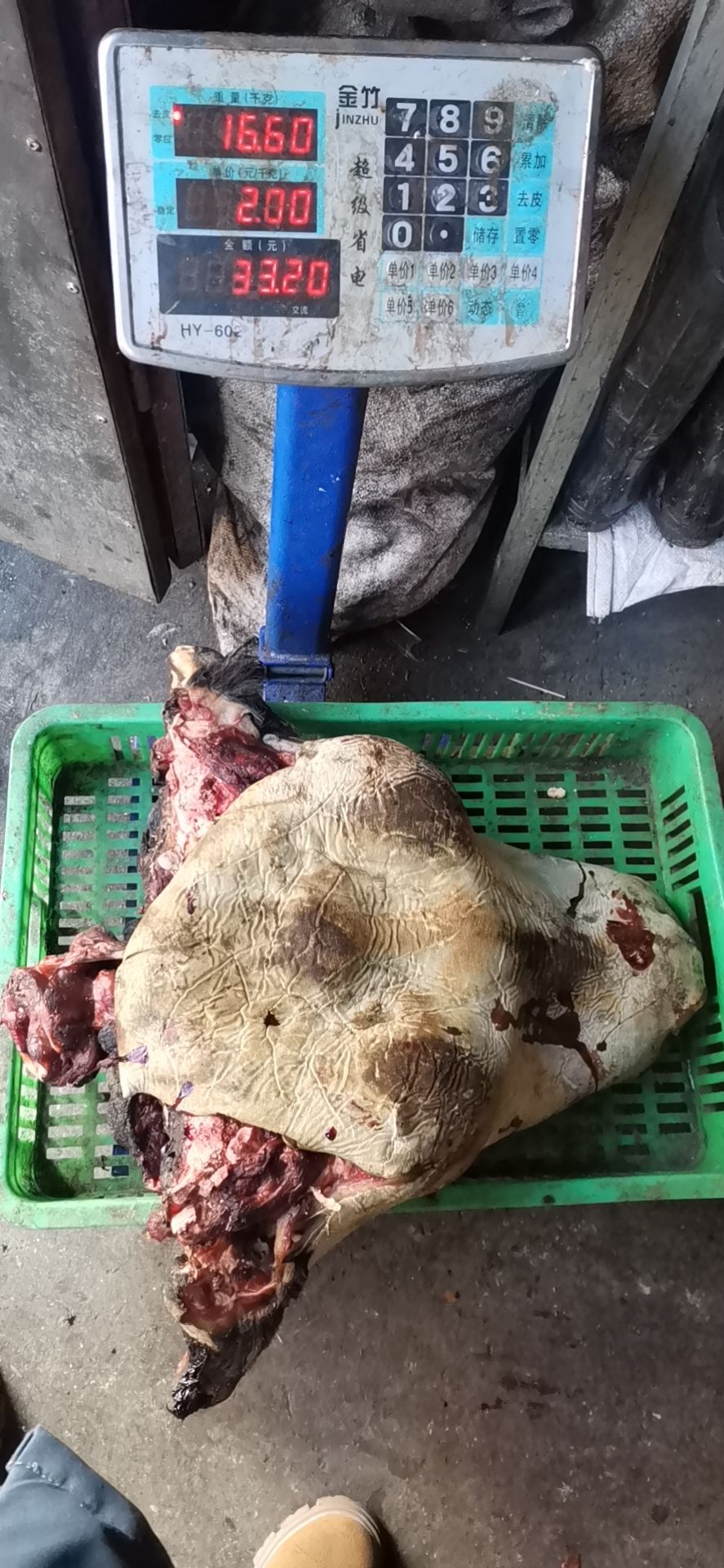 新鲜草膘牦牛头