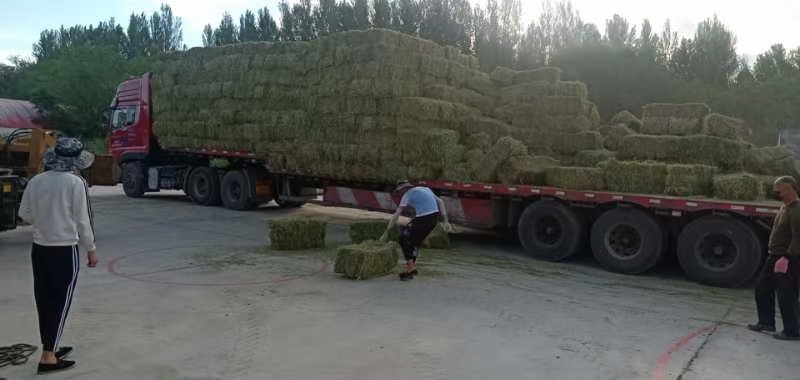 察布查尔苜蓿草