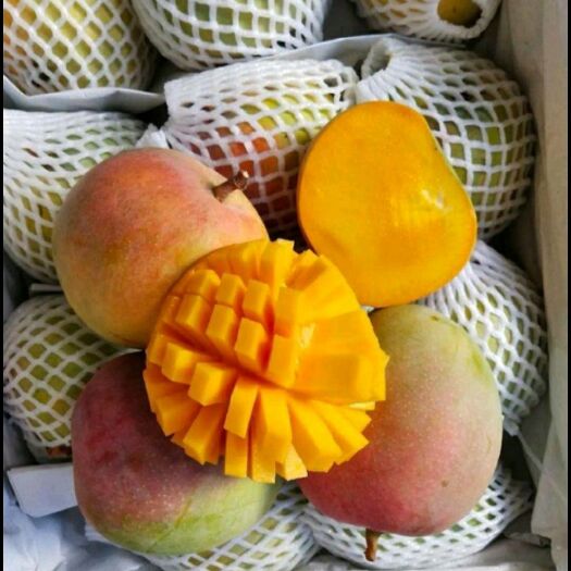 昆明台农芒 芒果