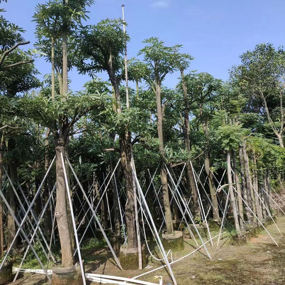 广东盆架子、灯台树袋苗/假植苗现场出售