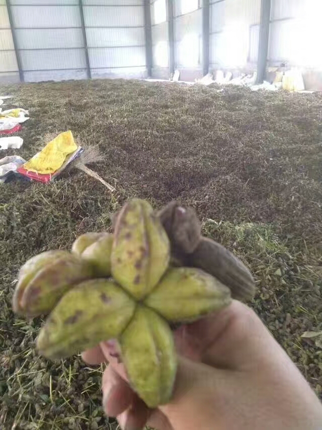芍药种子  芍药育苗用当年新种子赤芍种子