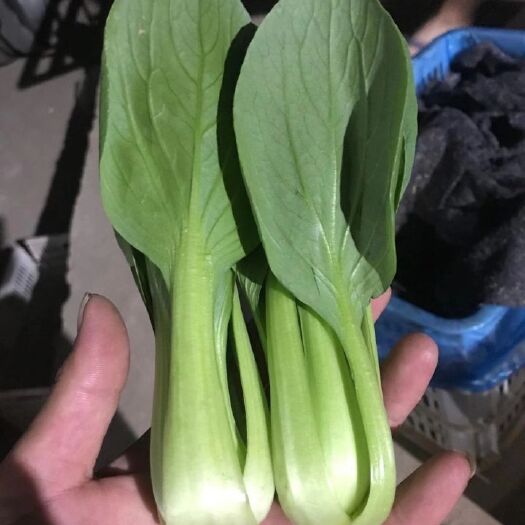 曹县上海青 山东省曹县   精品油菜 大量现货批发 自备冷库 量价格从优