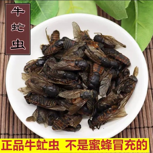 虻虫中药材牛虻虫干货牤虫牛蚊子牛蝇子牛苍蝇牛虻虫包邮