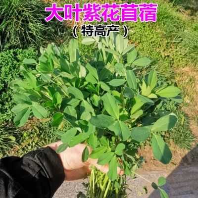 大叶紫花苜蓿种子多年生苜蓿草籽四季牧草种子鸡鸭鹅牛羊鱼草种籽