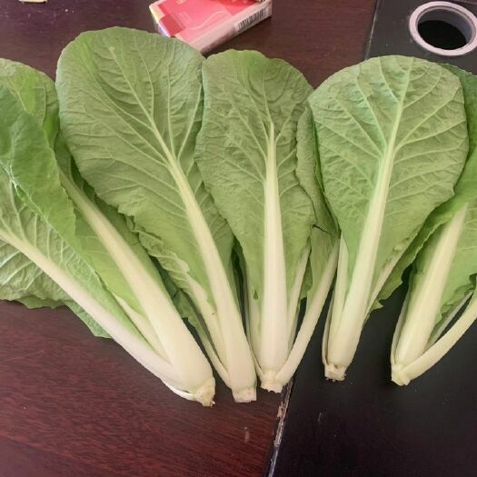 曹县 山东省曹县   精品快菜 大量现货批发 自备冷库 量价格从优