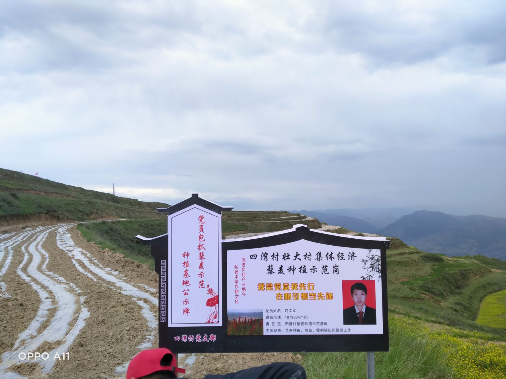 白藜麦  四四湾藜麦