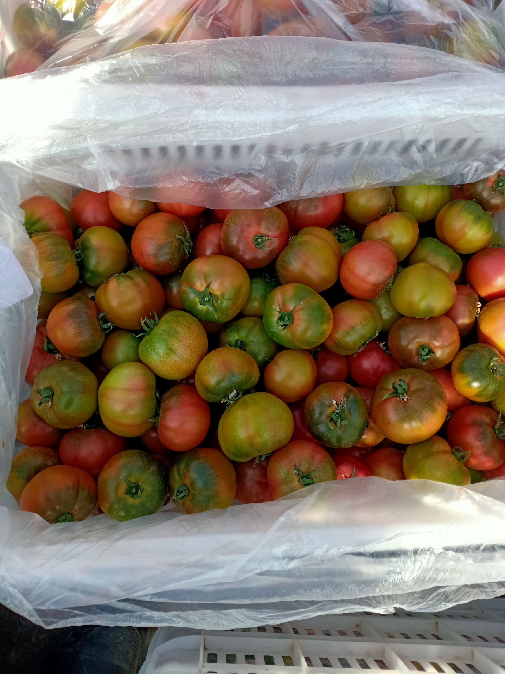 水果西红柿 草莓柿子上市了，囗感好，需要的老板联系我