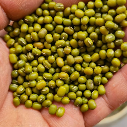 缅甸绿豆中颗粒颜色清绿