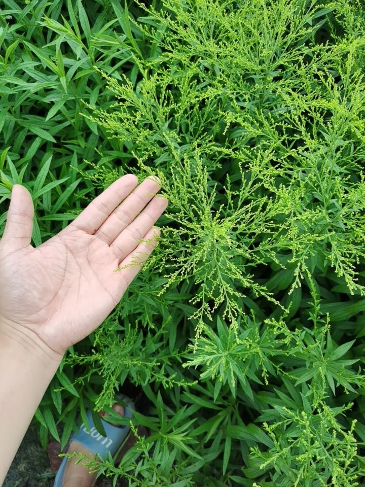 黄莺花