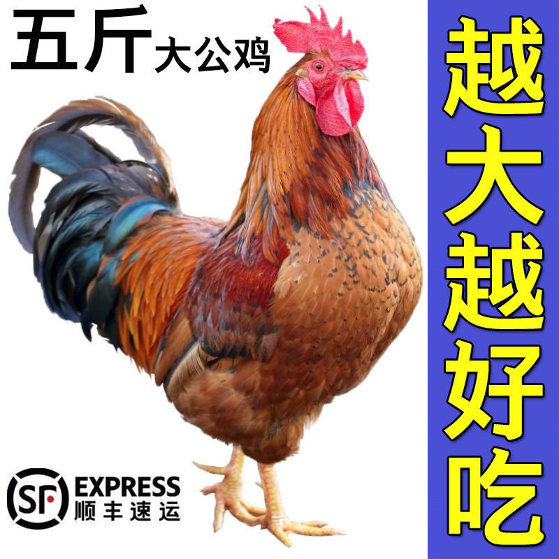 土鸡  【活鸡现杀黑脚大公鸡】山东农家散养公鸡整只走地鸡