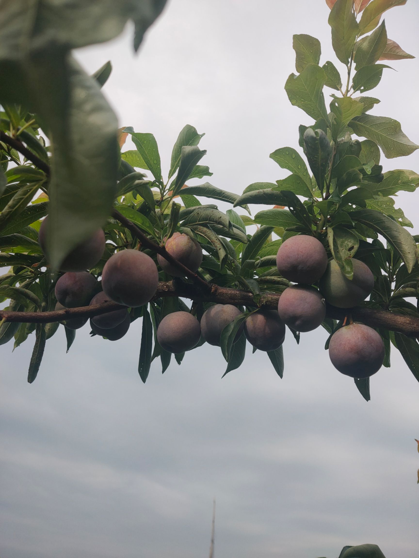 五月脆李子，甜甜甜，降价处理了