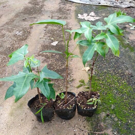 佛山澳洲火焰木庭院园林绿化景观树观花绿植
