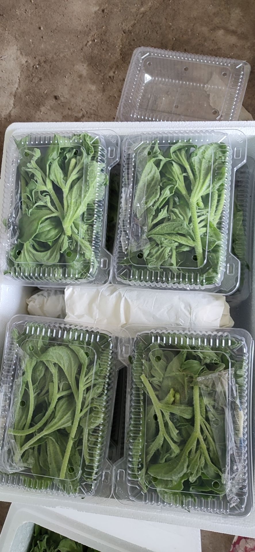 日本冰草  冰草，冰菜，供应各大商超，各大批发市场，