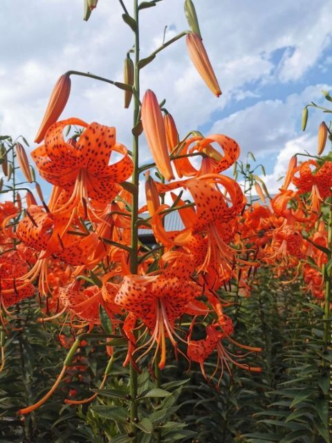 虎林市百合花 世界上最高大的卷丹百合，鳞茎单头最大可达500克以上可食用。