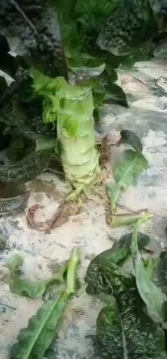 定西红叶莴笋  高原夏菜质量好颜色正诚信第一有需要的可以联系我