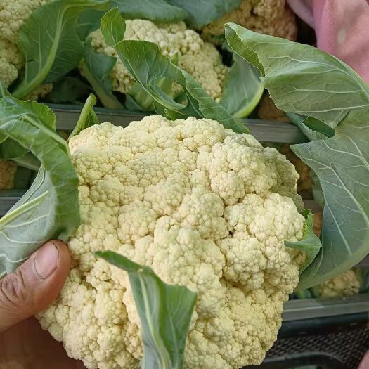石家庄白花菜花  菜花上市了