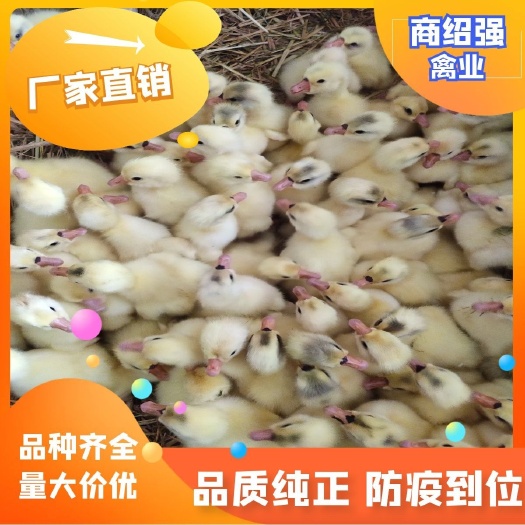 泸州大白沙鹅苗  霍尔多巴吉，狮头鹅苗