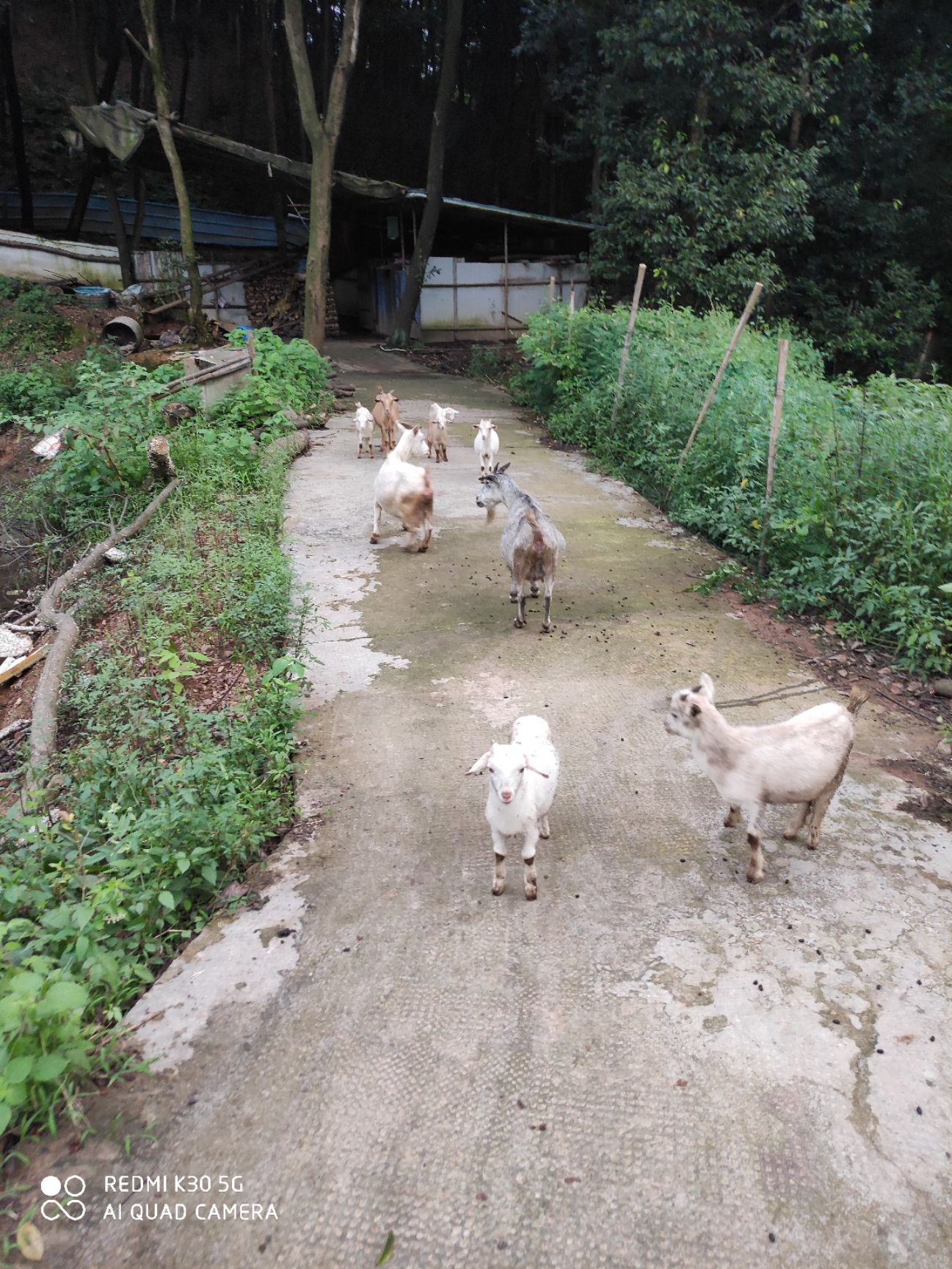  本地山羊