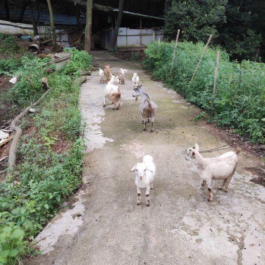诸暨市 本地山羊